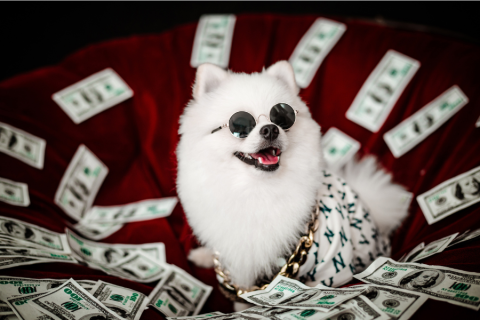 A happy, white fluffy Pomeranian puppy with round sunglasses in front of a black background, looking very "rich" with dollar bills falling all around him.