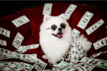 A happy, white fluffy Pomeranian puppy with round sunglasses in front of a black background, looking very "rich" with dollar bills falling all around him.